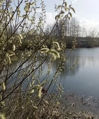 Весенний улов, или как я оторвался по ротану