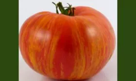 Описание куста и плодов3