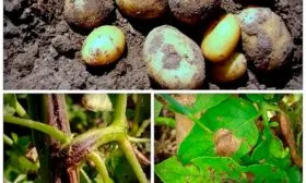 Как бороться с болезнями и вредителями