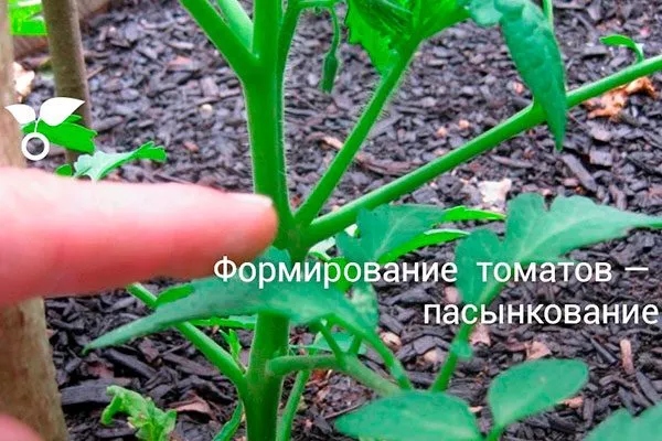 Как формировать томаты