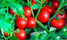 Как использовать и хранить