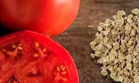 Как подготовить семена