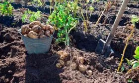 Как собирать и хранить урожай