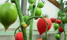 Как увеличить урожайность