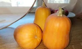 Описание тыквы Капелька