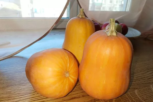 Описание тыквы Капелька