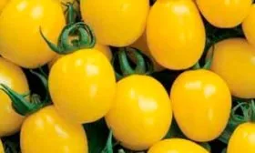 Карамель жёлтая