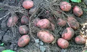 картофель Ажур