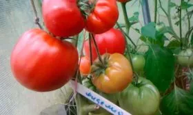 Климатическая адаптивность и болезнестойкость