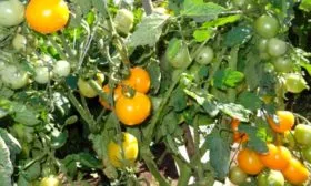 marmelad-zheltyj (1)