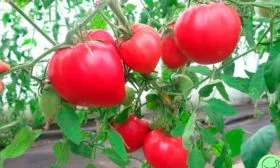 Описание сорта