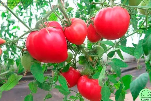 Описание сорта