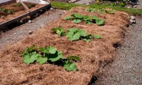 мульчирование