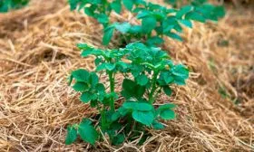 Мульчировании