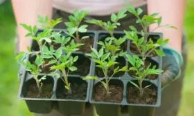 Надо ли пикировать