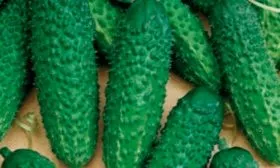 огурец Младший лейтенант F1