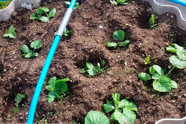 Окучивание