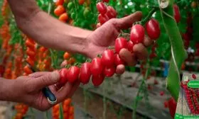 Сфера применения