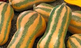 Описание куста и плодов