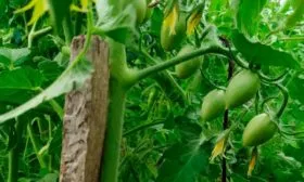 Описание куста и плодов