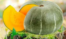 Описание куста и плодов