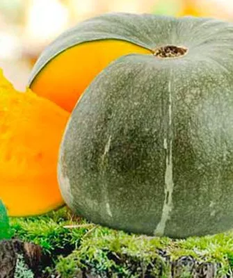 Описание куста и плодов