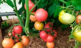 Описание куста и плодов