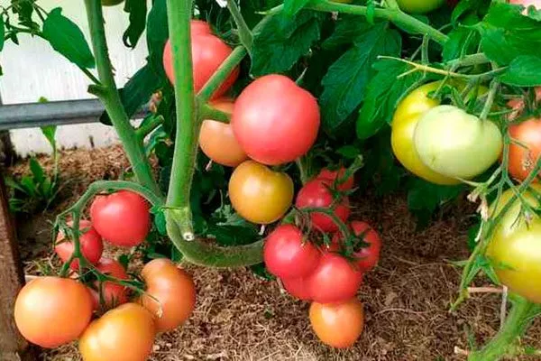 Описание куста и плодов