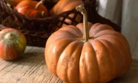 Описание куста и плодов