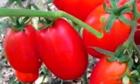 Описание куста и плодов