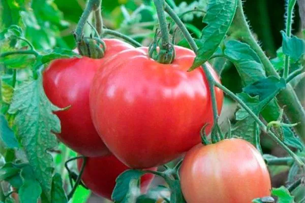 Описание куста и плодов