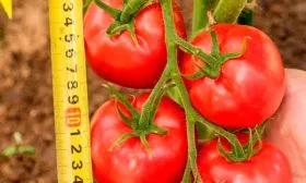 Описание куста и плодов