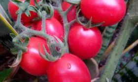 Описание куста и плодов