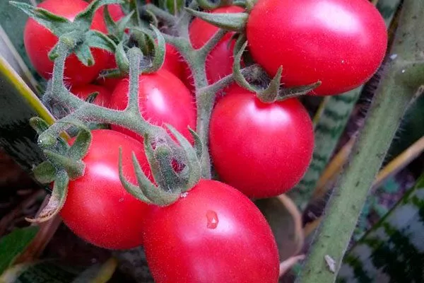 Описание куста и плодов