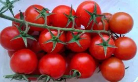 Описание куста и плодов