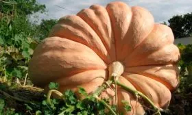 Описание куста и плодов