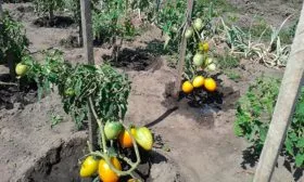 Описание куста и плодов