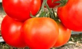 Описание куста и плодов