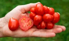 Описание куста и плодов