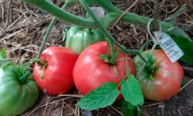 Описание куста и плодов