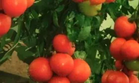 Описание куста и плодов