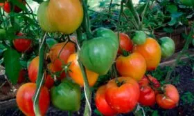 Описание куста и плодов