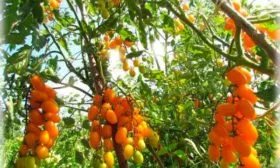 Описание куста и плодов Золотое руно