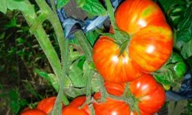 Описание куста и плодов3