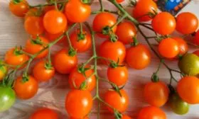 Описание плодов сорта Волшебная арфа