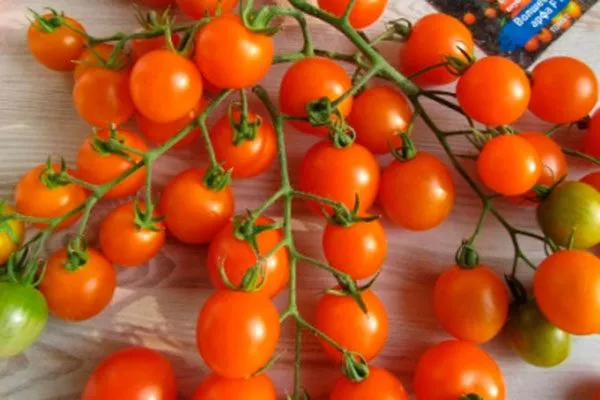 Описание плодов сорта Волшебная арфа