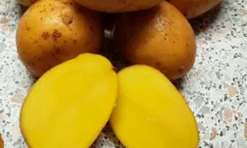 Описание растения и клубней