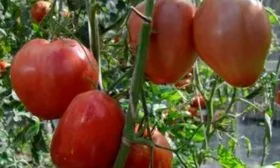 Описание растения, плодов3