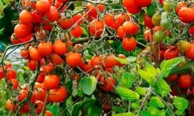 Время созревания и плодоношение, урожайность