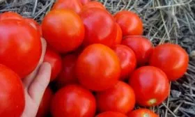 Вкус плодов и их назначение